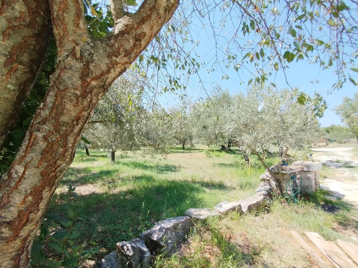 Marti'S House In The Olive Grove Appartement Fažana Buitenkant foto