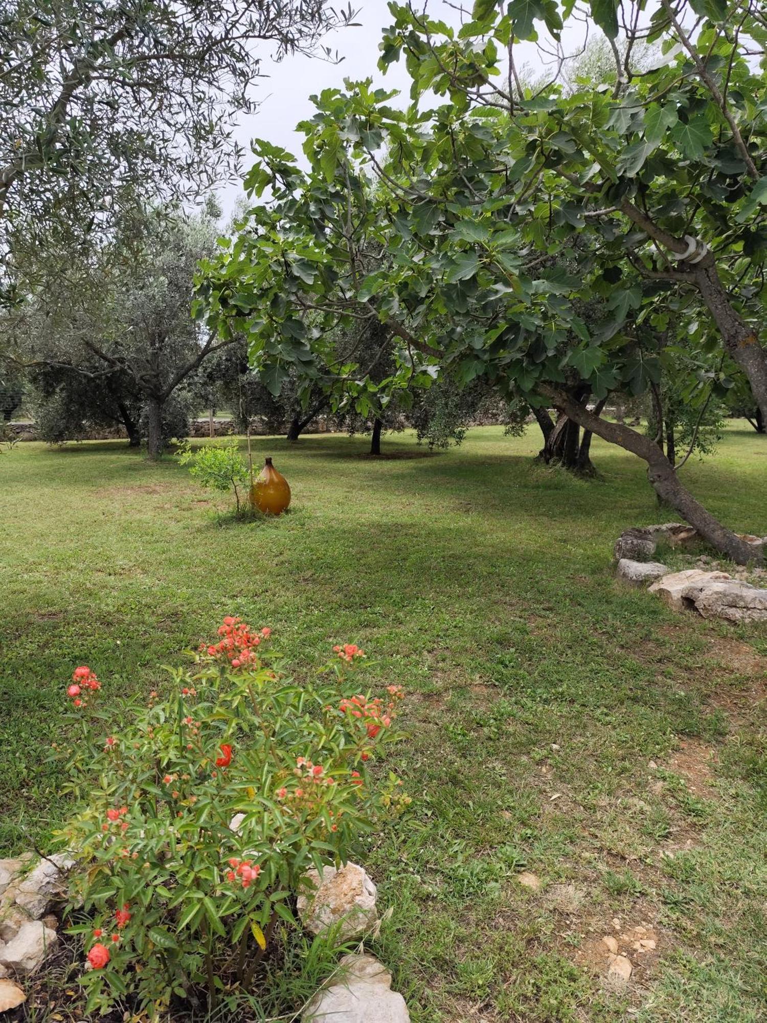 Marti'S House In The Olive Grove Appartement Fažana Buitenkant foto